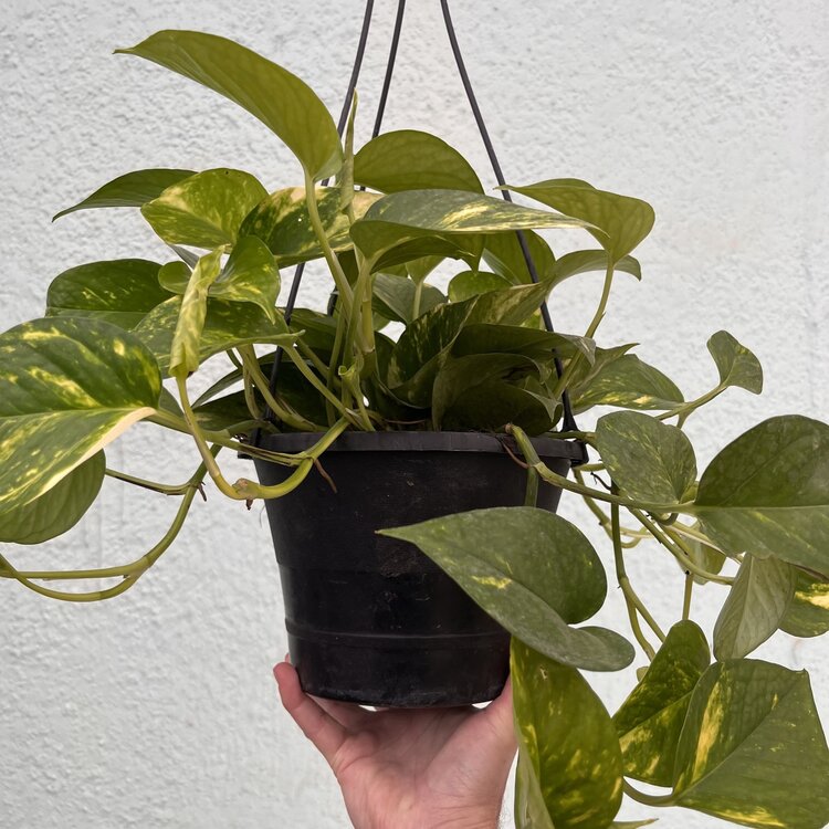 GREEN Pothos - Golden, 8" HB