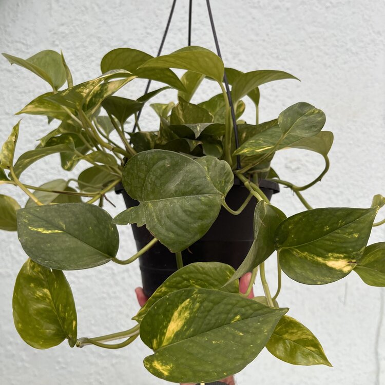 GREEN Pothos - Golden, 8" HB