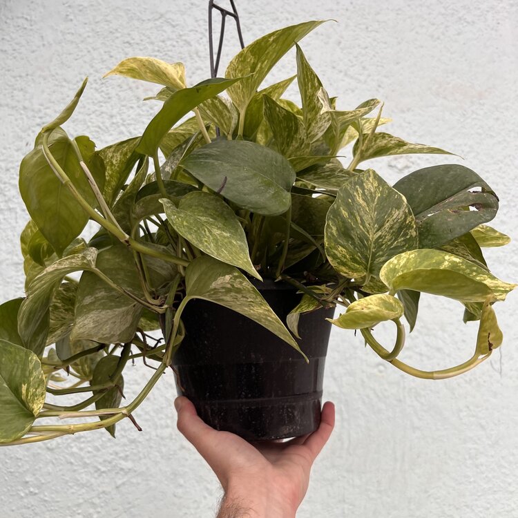 GREEN Pothos-Marble Queen, 8" HB
