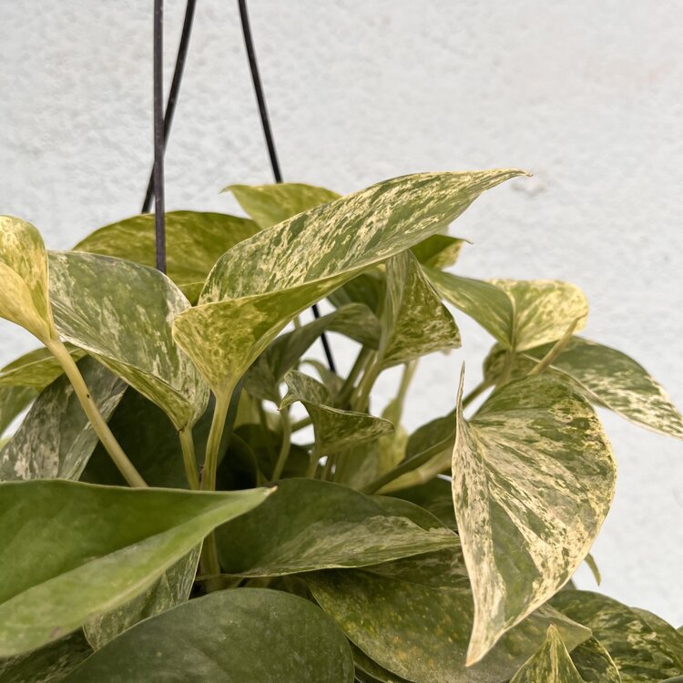 GREEN Pothos-Marble Queen, 8" HB