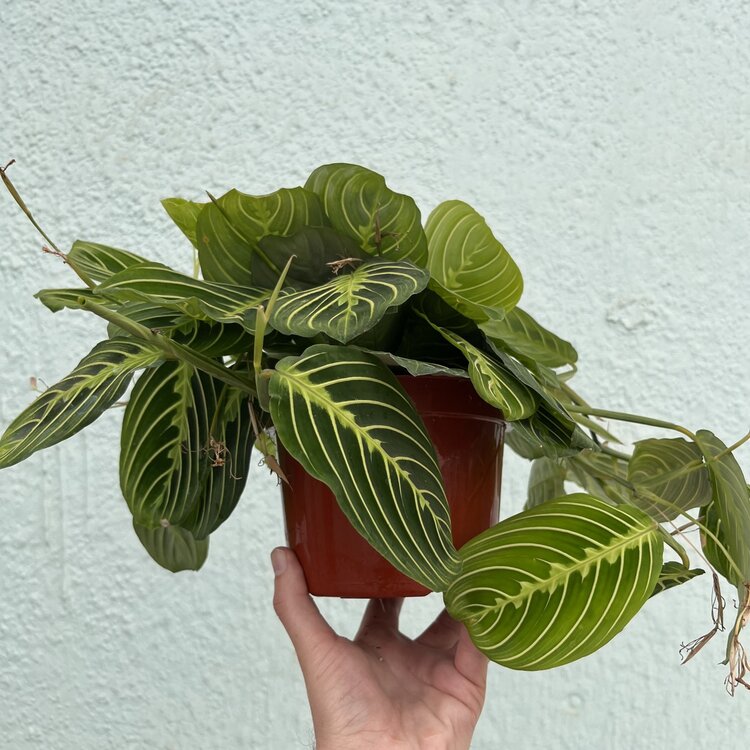 GREEN Maranta-Lemon Lime, 6"