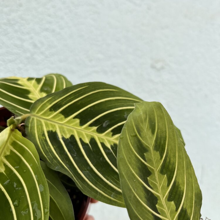 GREEN Maranta-Lemon Lime, 6"