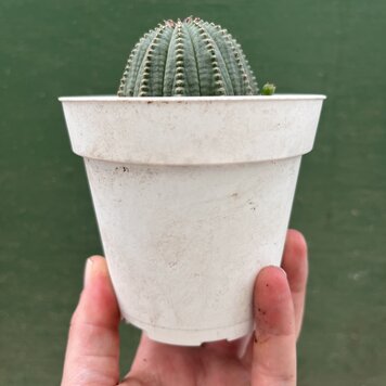 C Euphorbia-Obesa Hybrid 4 inch