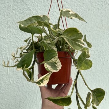 GREEN Pothos - Pearls and Jade 6 HB