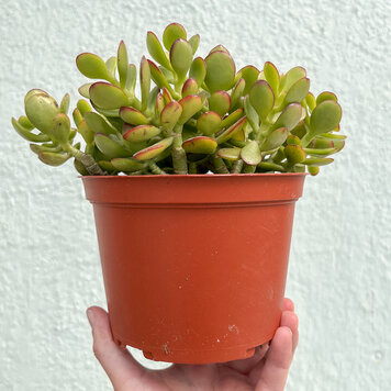 B Jade - Assorted, 6"