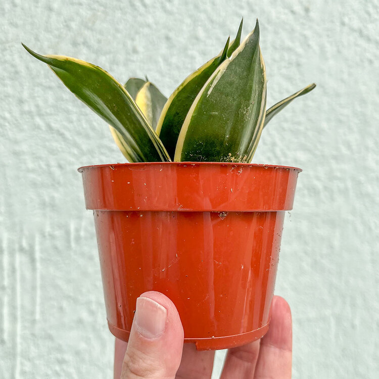 GREEN Sansevieria-Assorted, 4"