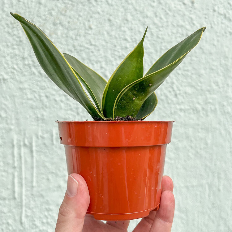 GREEN Sansevieria-Assorted, 4"