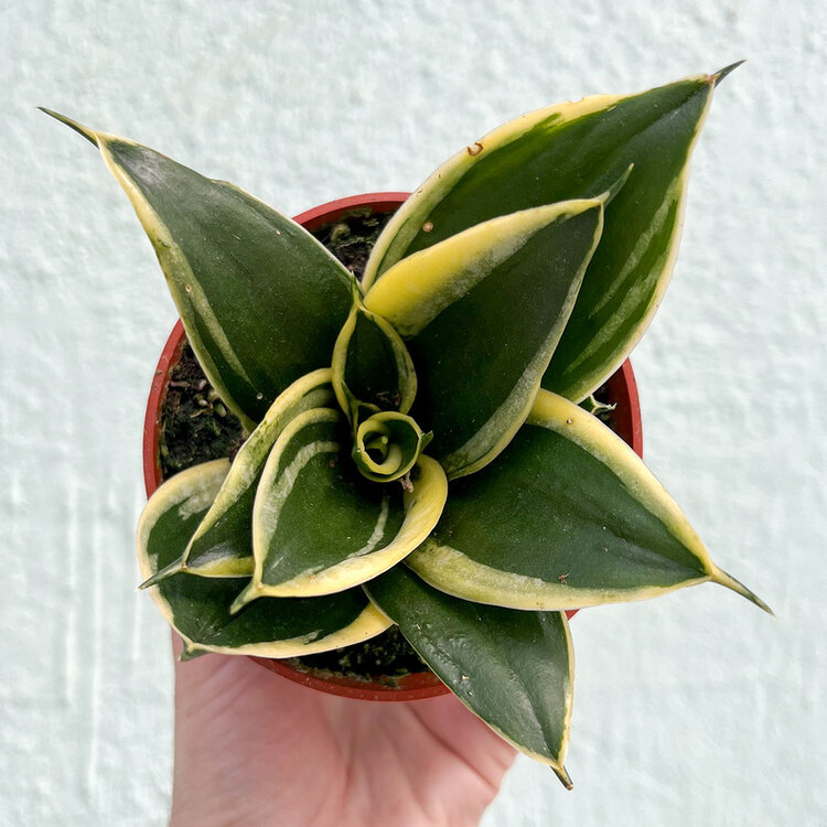 GREEN Sansevieria-Assorted, 4"