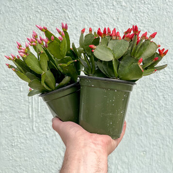 C Christmas Cactus, 4"