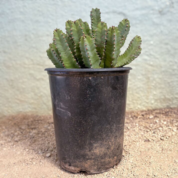 B Euphorbia-resinifera, 12"