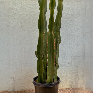 GREEN Euphorbia-Ingens, 15g