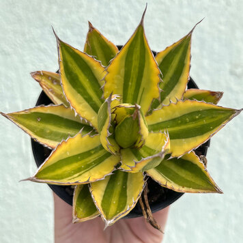 C Agave - Quadricolor- 4 inch