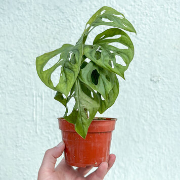 GREEN Monstera-Adansonii, 4"