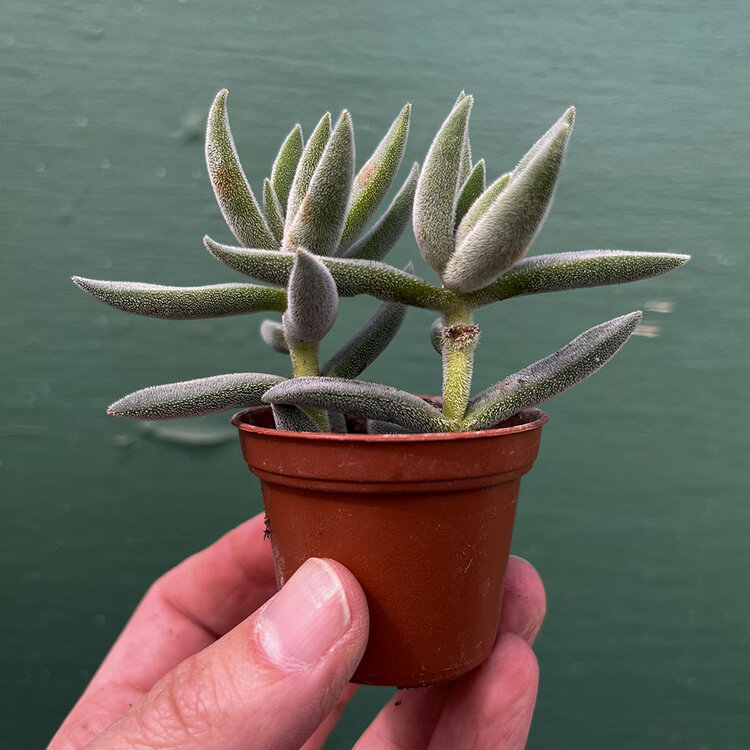 GREEN Succulents-Assorted, 2"