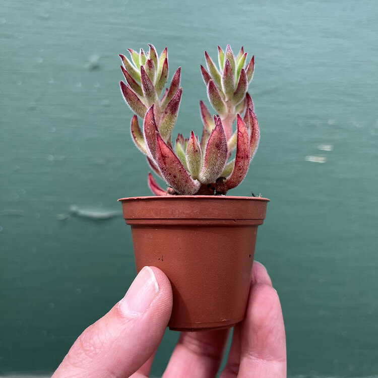 GREEN Succulents-Assorted, 2"