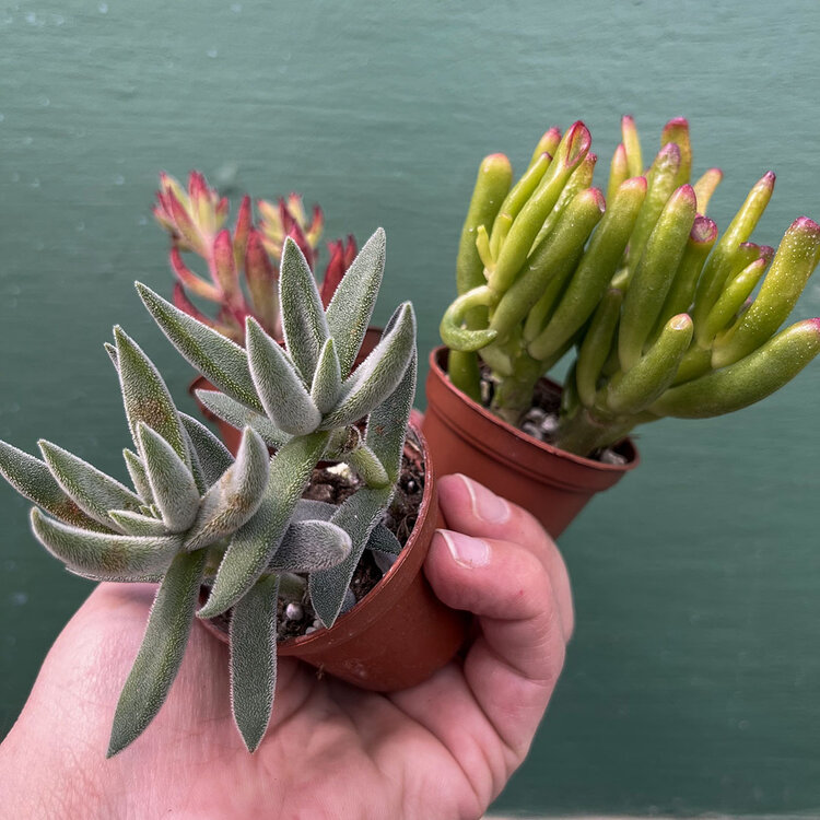 GREEN Succulents-Assorted, 2"