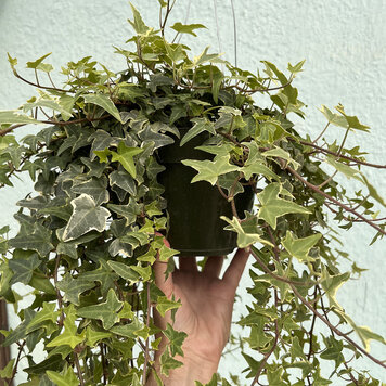 GREEN Ivy - Eva Variegated, 6"