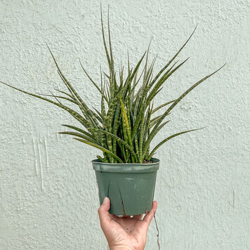 GREEN Sansevieria-Fernwood, 6"