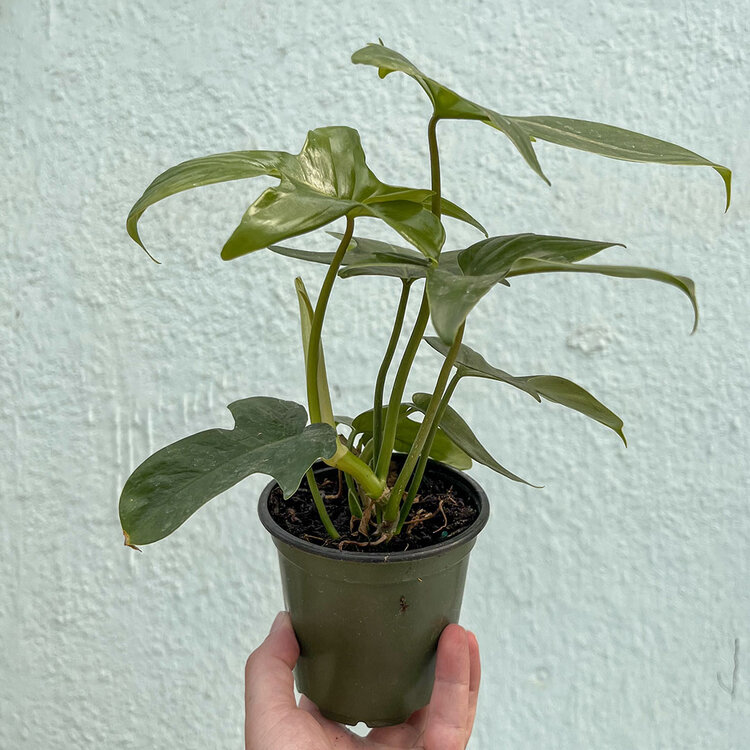 GREEN Philodendron - Panduriforme, 4"