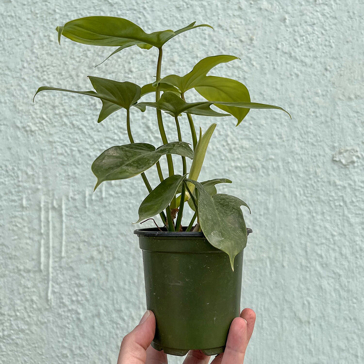 GREEN Philodendron - Panduriforme, 4"