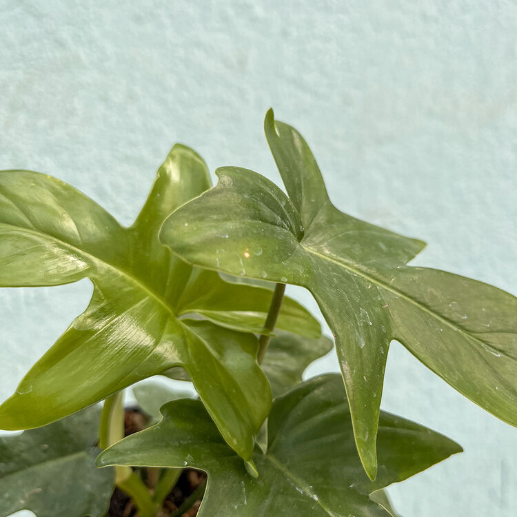 GREEN Philodendron - Panduriforme, 4"