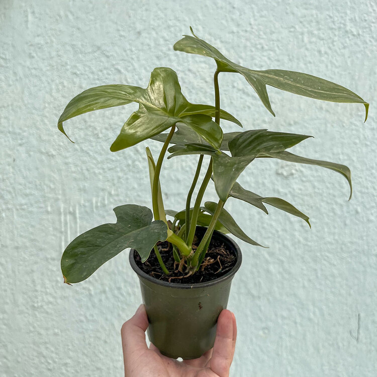 GREEN Philodendron - Panduriforme, 4"