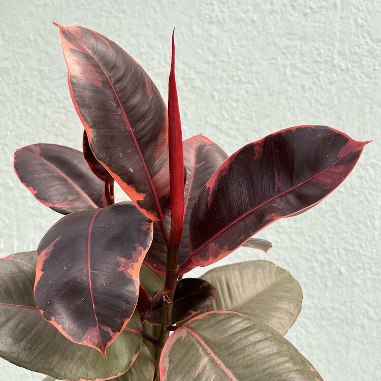 GREEN Ficus-Ruby 6"