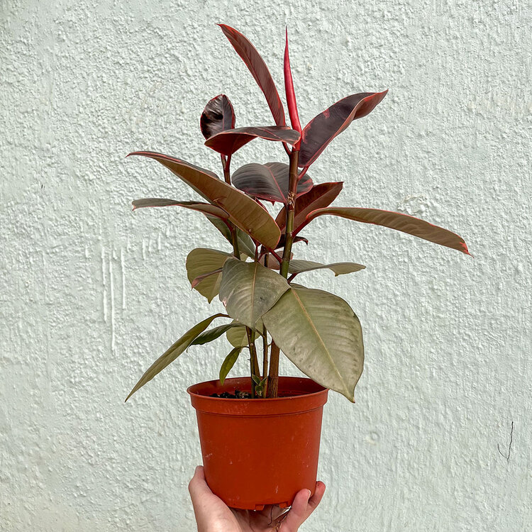 GREEN Ficus-Ruby 6"