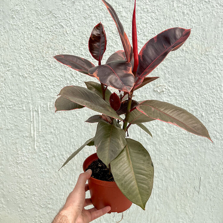 GREEN Ficus-Ruby 6"