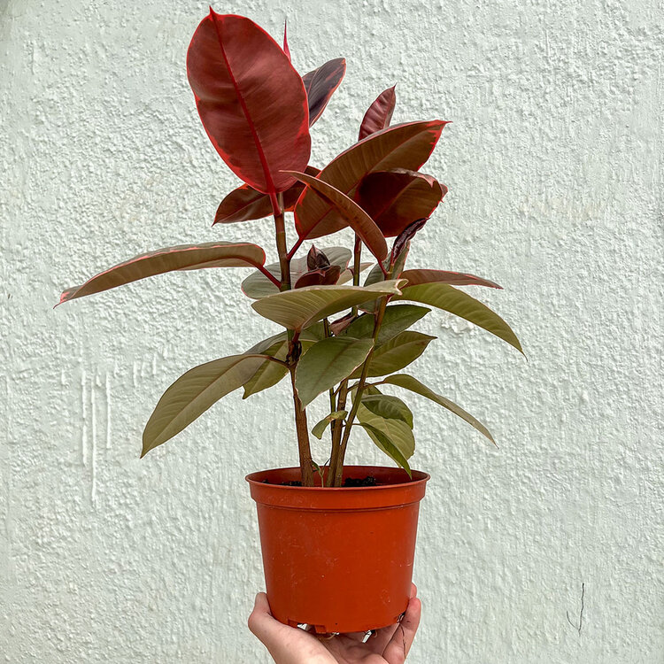 GREEN Ficus-Ruby 6"