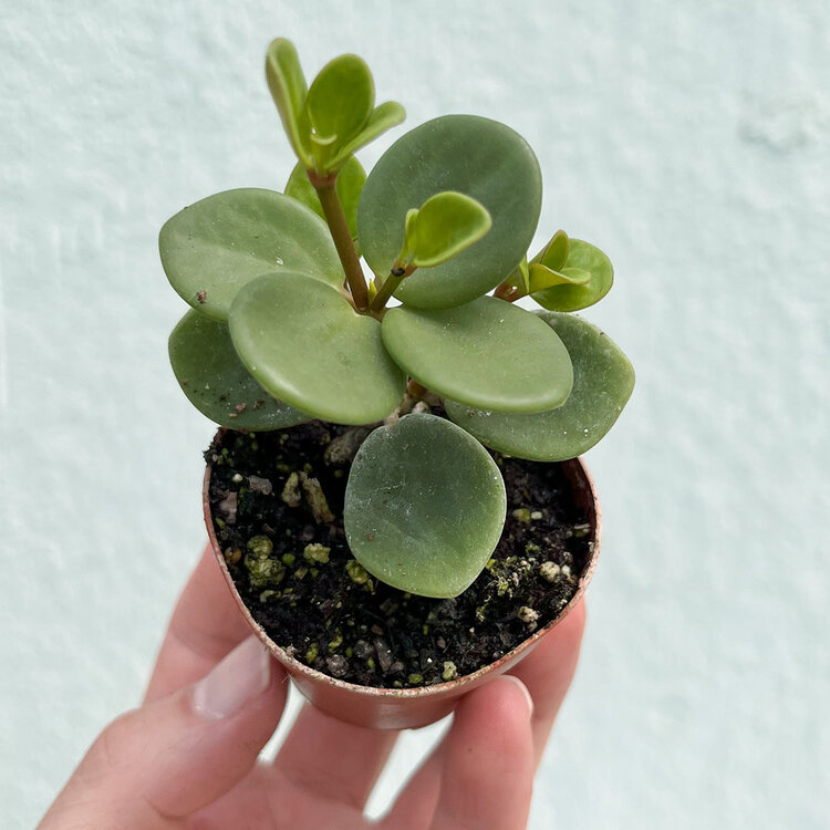 GREEN Peperomia-Hope 2"