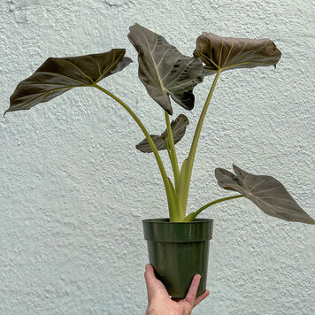 A Alocasia - Regal Shields, 6"