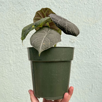 A Alocasia - Maharani, 6"
