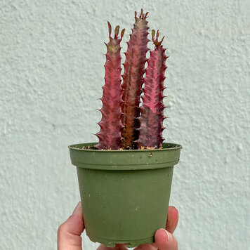 B Euphorbia- Red Trigona (African Milk Tree), 4"