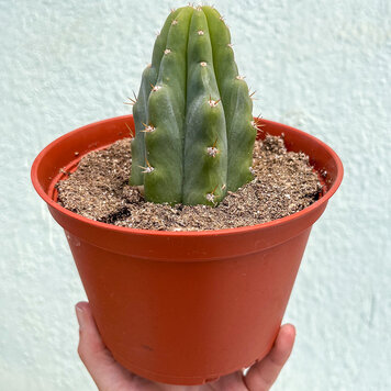GREEN San Pedro Cactus, 6"