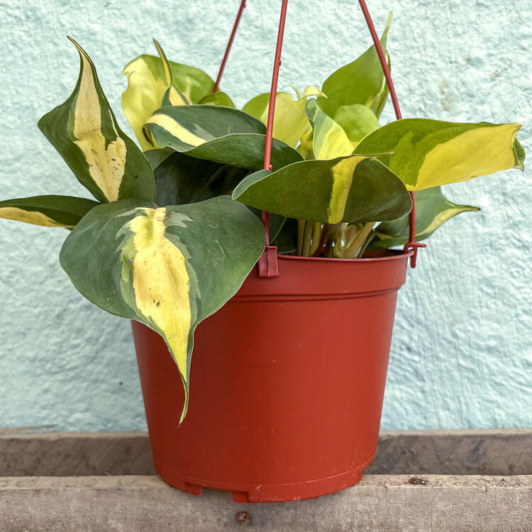 GREEN Philodendron-Cordatum Lemon Stripe, 6"HB