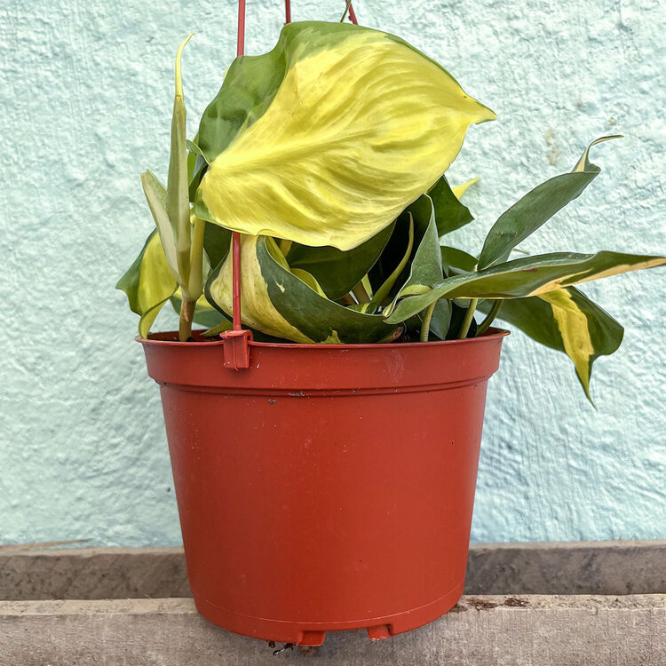 GREEN Philodendron-Cordatum Lemon Stripe, 6"HB