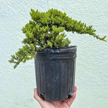 D Bonsai-Juniper, 6"
