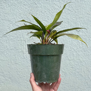 A Anthurium-Pachyneurium Big Red Birdnest, 6"