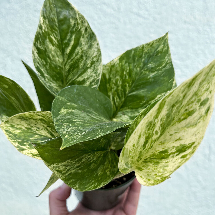 GREEN Pothos-Marble Queen, 4"