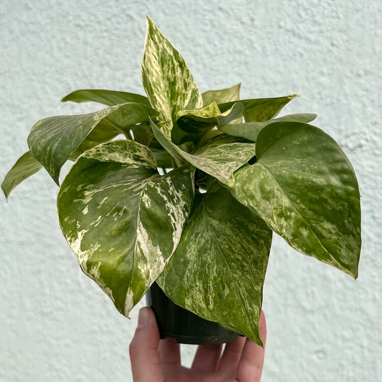 GREEN Pothos-Marble Queen, 4"