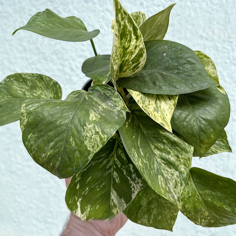 GREEN Pothos-Marble Queen, 4"