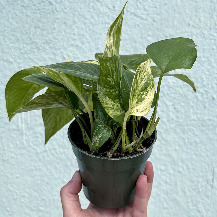 GREEN Pothos-Marble Queen, 4"