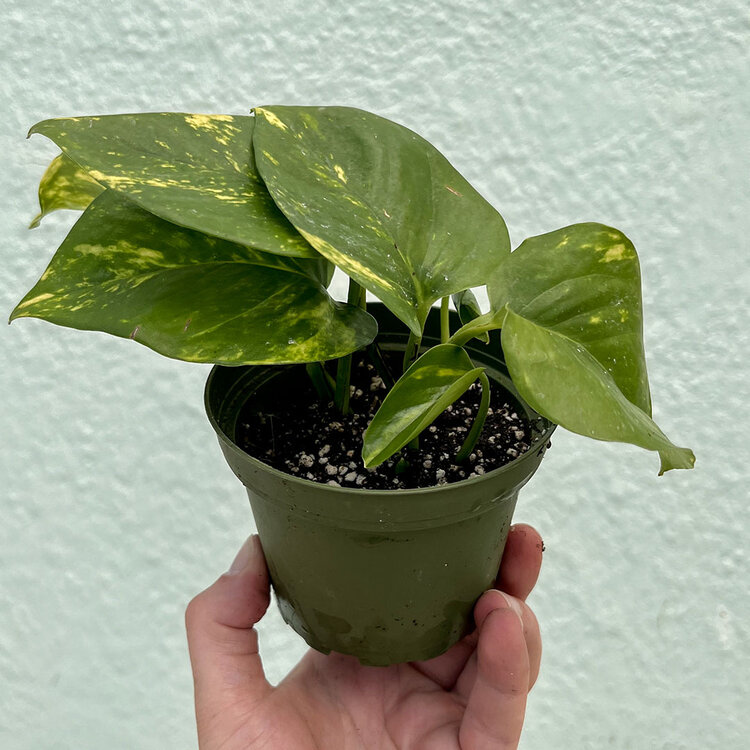 GREEN Pothos-Golden, 4"