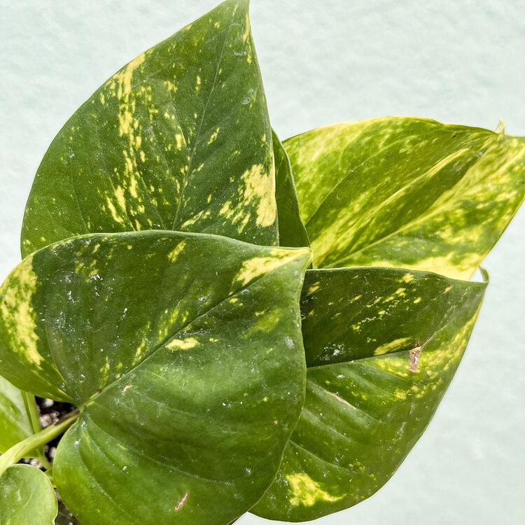 GREEN Pothos-Golden, 4"
