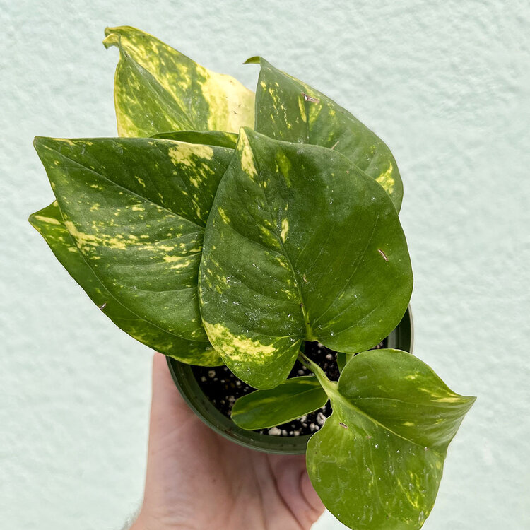 GREEN Pothos-Golden, 4"