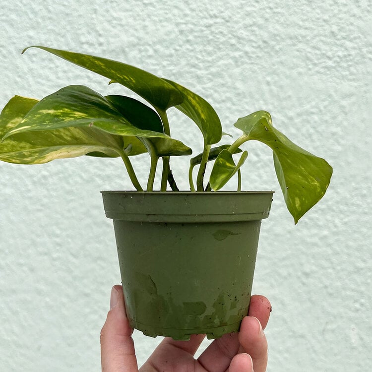 GREEN Pothos-Golden, 4"