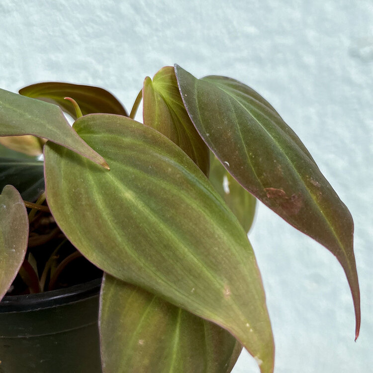 GREEN Philodendron-Micans, 4"