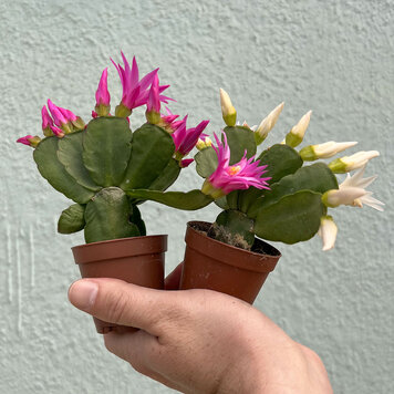 GREEN Cactus-Holiday, 2"