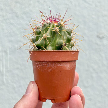 C Ferocactus - gracilis (Red Barrel),  2"